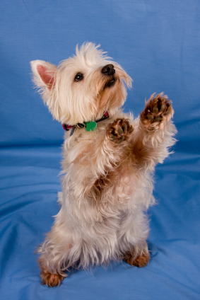 begging puppy begging puppy images begging puppy begging puppy images
